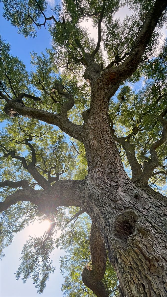 Árbol de la infancia de Nela en Argentina, visto desde abajo