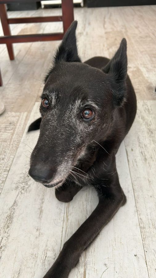 Feli, perrita acompañada en una sesión