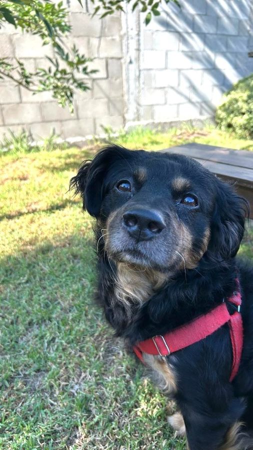 Fito, perro rescatado acompañado en una sesión