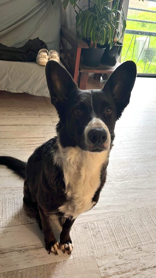 Panda, perrita acompañada en una sesión